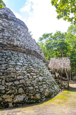 Coba Maya 'daki Xaibe Coba Belediyesi' ndeki tropikal orman ormanı Tulum Quintana Roo Mexico 'daki antik binaları ve piramitleri harap ediyor..
