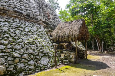 Coba Maya 'daki Xaibe Coba Belediyesi' ndeki tropikal orman ormanı Tulum Quintana Roo Mexico 'daki antik binaları ve piramitleri harap ediyor..