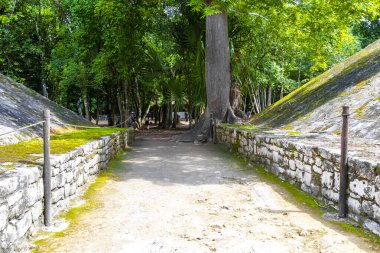 Coba Maya, Coba Belediyesi Tulum Quintana Roo Mexico 'daki tropikal orman ormanlarındaki antik binaları ve piramitleri harap ediyor..