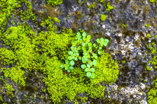 Green Moss Lichen Plants Stony Ground Coba Ruins Coba Municipality — Stock Photo, Image