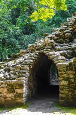Coba Maya, Coba Belediyesi Tulum Quintana Roo Mexico 'daki tropikal orman ormanlarındaki antik binaları ve piramitleri harap ediyor..