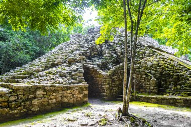 Coba Maya, Coba Belediyesi Tulum Quintana Roo Mexico 'daki tropikal orman ormanlarındaki antik binaları ve piramitleri harap ediyor..