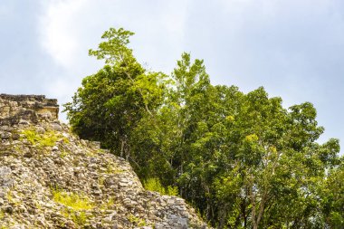 Coba Maya, Coba Belediyesi Tulum Quintana Roo Meksika 'daki tropikal orman ormanlarındaki antik bina ve piramit Nohoch Mul' u harap ediyor..