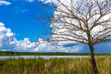 Laguna lagünü Coba nehri gölü. Coba Belediyesi 'nde mavi turkuaz su ve tropikal doğa ormanıyla birlikte. Tulum Quintana Roo Mexico..