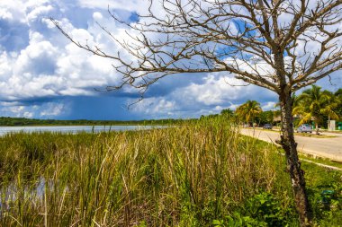 Laguna lagünü Coba nehri gölü. Coba Belediyesi 'nde mavi turkuaz su ve tropikal doğa ormanıyla birlikte. Tulum Quintana Roo Mexico..
