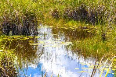 Laguna lagünü Coba nehri gölü. Coba Belediyesi 'nde mavi turkuaz su ve tropikal doğa ormanıyla birlikte. Tulum Quintana Roo Mexico..