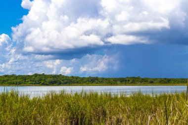 Laguna lagünü Coba nehri gölü. Coba Belediyesi 'nde mavi turkuaz su ve tropikal doğa ormanıyla birlikte. Tulum Quintana Roo Mexico..