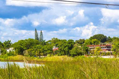 Laguna lagünü Coba nehri gölü. Coba Belediyesi 'nde mavi turkuaz su ve tropikal doğa ormanıyla birlikte. Tulum Quintana Roo Mexico..