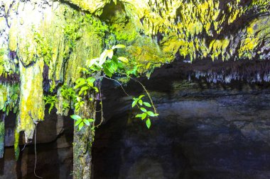 Cenote Tankach Ha Tankach-Ha, Coba Belediyesi Tulum Quintana Roo Meksika 'da kireç taşı kayaları ve mavi turkuaz suyu ile bataklık..