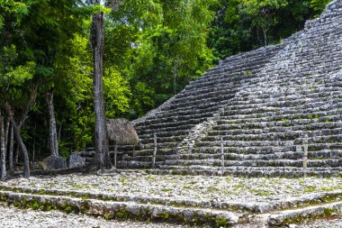 Coba Maya, Coba Belediyesi Tulum Quintana Roo Meksika 'daki tropikal orman ormanlarındaki antik bina ve piramit Nohoch Mul' u harap ediyor..