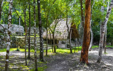 Coba Maya, Coba Belediyesi Tulum Quintana Roo Mexico 'daki tropikal orman ormanlarındaki antik binaları ve piramitleri harap ediyor..