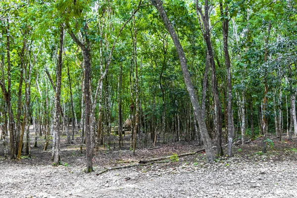 Tropická Příroda Stromy Rostlina Deštných Pralesích Džungle Obci Coba Tulum — Stock fotografie