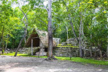 Coba Maya, Coba Belediyesi Tulum Quintana Roo Mexico 'daki tropikal orman ormanlarındaki antik binaları ve piramitleri harap ediyor..