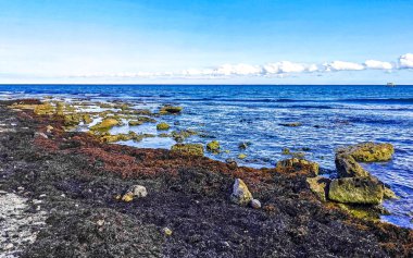 The beautiful Caribbean beach totally filthy and dirty the nasty seaweed sargazo problem in Playa del Carmen Quintana Roo Mexico.