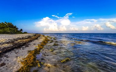Playa del Carmen Quintana Roo Meksika 'da berrak turkuaz mavi su ve deniz yosunu otlu sargazo ile tropik Karayip sahili manzarası.