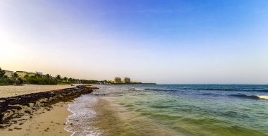Playa del Carmen Quintana Roo Meksika 'da berrak turkuaz mavi su ve deniz yosunu otlu sargazo ile tropik Karayip sahili manzarası.