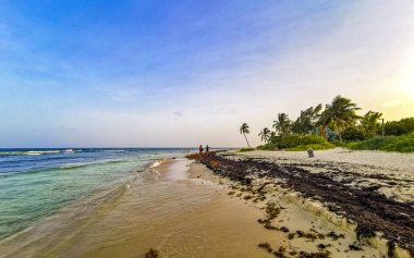 Playa del Carmen Quintana Roo Meksika 'da berrak turkuaz mavi su ve deniz yosunu otlu sargazo ile tropik Karayip sahili manzarası.