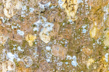 Turkuaz yeşil ve beyaz benekli tropikal bir ağacın dokusu Coba Belediyesi Tulum Quintana Roo Mexico 'da kabukta yosun lekeleri bırakır..