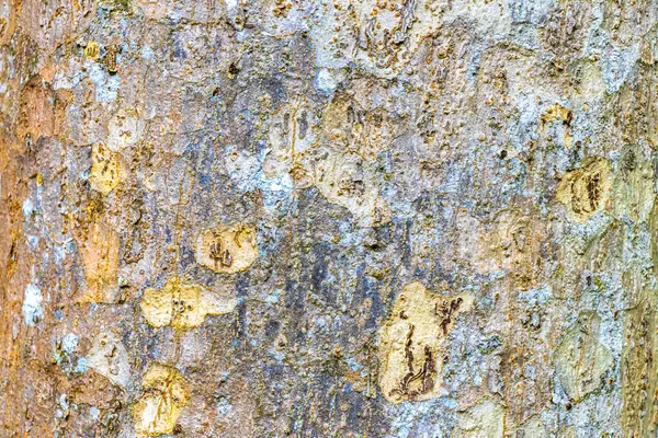 Texture of a tropical tree with turquoise green and white patches spots stains of moss lichen on the bark in Coba Municipality Tulum Quintana Roo Mexico.