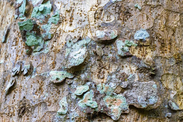 Texture of a tropical tree with turquoise green and white patches spots stains of moss lichen on the bark in Coba Municipality Tulum Quintana Roo Mexico.
