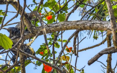 Huge Iguana gecko animal lying sitting on a branch of a tree at the Tulum ruins Mayan site temple ruins pyramids in the tropical natural jungle forest palm and seascape panorama view in Tulum Mexico.