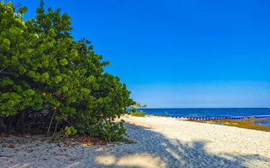 Playa del Carmen Mexico 'da turkuvaz mavisi tatil beldeleri ve palmiye ağaçları olan tropik Meksika Karayip plajı manzarası..