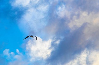 Flying seagull bird with blue sky background with clouds in Playa del Carmen Quintana Roo Mexico.