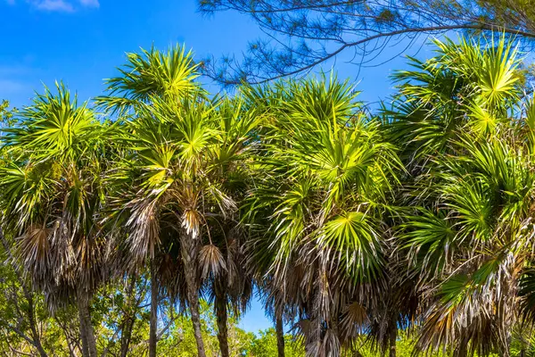 Palm Tree Leaves Seeds Fruits Tropical Green Exotic Caribbean Maya — Stock Photo, Image