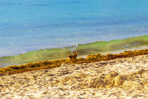 Playa del Carmen Quintana Roo Meksika 'da berrak turkuaz mavi su ve deniz yosunu otlu sargazo ile tropik Karayip sahili manzarası.