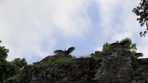 Black Turkey Vulture Vultures Sits Spreads Its Wings Top Coba — Stock Video