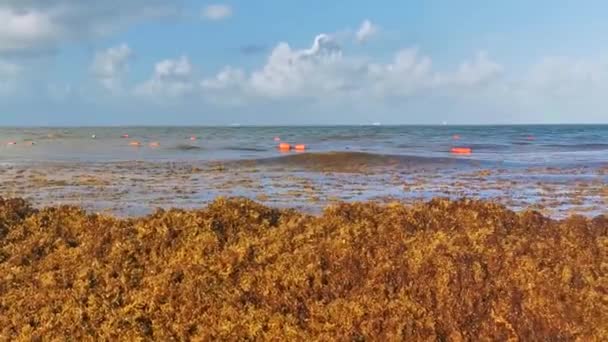 Красивый Карибский Пляж Совершенно Грязный Грязный Грязные Морские Водоросли Саргазо — стоковое видео