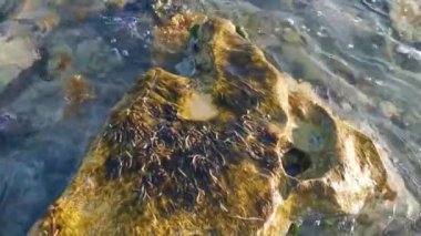 Playa del Carmen Quintana Roo Meksika sahilindeki turkuaz yeşil ve mavi sularda kayalar ve mercanlar..