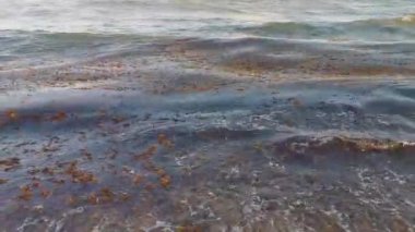 The beautiful Caribbean beach totally filthy and dirty the nasty seaweed sargazo problem in Playa del Carmen Quintana Roo Mexico.