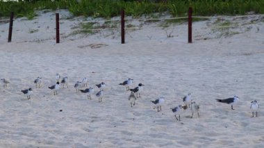 Martı martıları deniz kuşları Playa del Carmen Quintana Roo Meksika 'da beyaz kumsalda yürüyor..