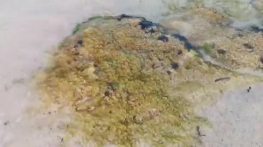 Playa del Carmen Quintana Roo Meksika sahilindeki turkuaz yeşil ve mavi sularda kayalar ve mercanlar..