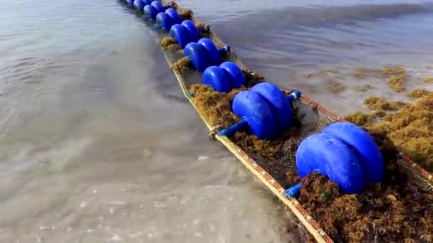 Big Disgusting Problem Tropical Mexican Caribbean Beach Sargazo Seaweed Sea — Stock Video