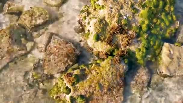 멕시코의 플라야델 카르멘 킨타나 해변에 청록색 푸른색 의물에 — 비디오