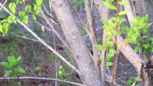 Coati Coatis Sur Sol Étouffant Recherche Nourriture Dans Jungle Tropicale — Video