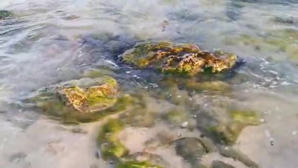 Pietre Rocce Coralli Acqua Turchese Verde Blu Sulla Spiaggia Playa — Video Stock