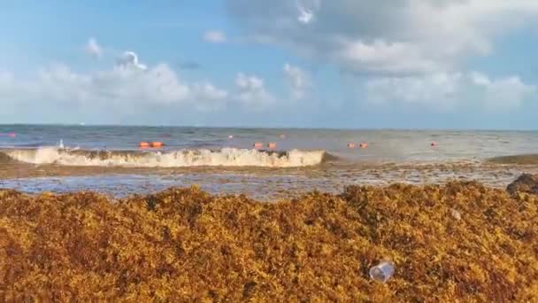 Den Vackra Karibiska Stranden Helt Smutsiga Och Smutsiga Otäcka Sjögräs — Stockvideo