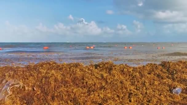 Beautiful Caribbean Beach Totally Filthy Dirty Nasty Seaweed Sargazo Problem — Stockvideo