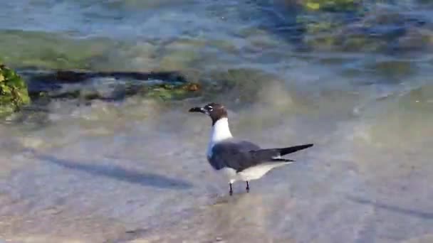 シーガルシーガルズ海鳥鳥はプラヤデルカルメンキンタナルーメキシコの白いビーチ砂の上を歩いています — ストック動画