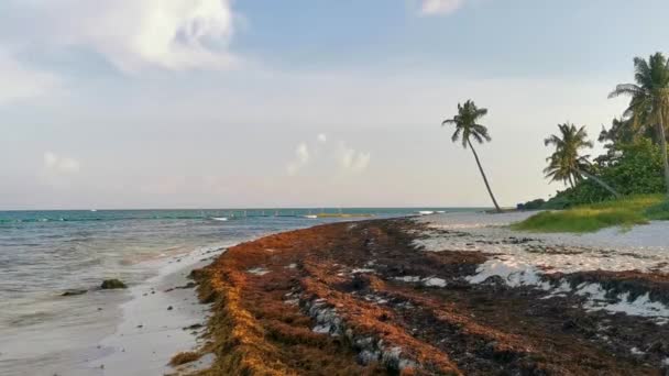 Playa Del Carmen Quintana Roo Μεξικό Ιούνιος 2023 Πανόραμα Τροπικό — Αρχείο Βίντεο