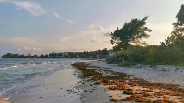Zachód Słońca Tropikalnym Krajobrazie Karaibskiej Plaży Jasną Turkusową Wodą Wodorostami — Wideo stockowe