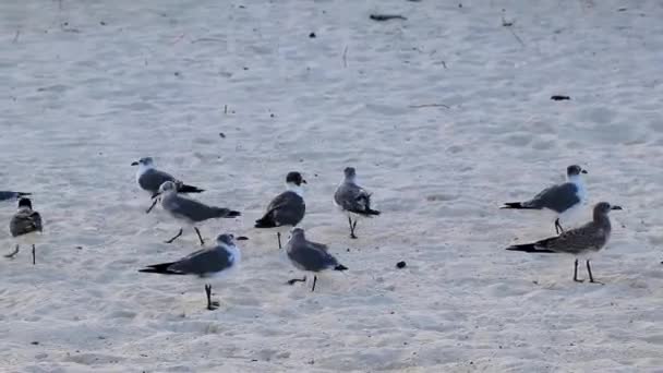 Gaviota Gaviotas Aves Marinas Están Caminando Sobre Arena Blanca Playa — Vídeos de Stock