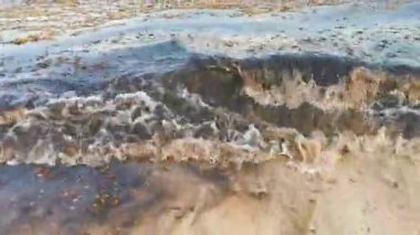The beautiful Caribbean beach totally filthy and dirty the nasty seaweed sargazo problem in Playa del Carmen Quintana Roo Mexico.