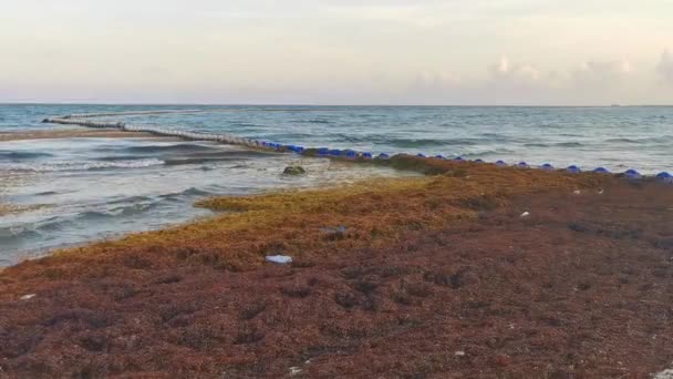 Den Smukke Caribiske Strand Helt Beskidt Beskidt Grimme Tang Sargazo – Stock-video