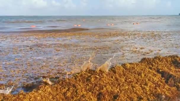 Красивий Карибський Пляж Повністю Брудний Брудний Огидні Проблеми Морськими Водоростями — стокове відео