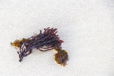 Playa del Carmen Quintana Roo Meksika 'da kumsaldaki deniz yosunlarının farklı türleri..