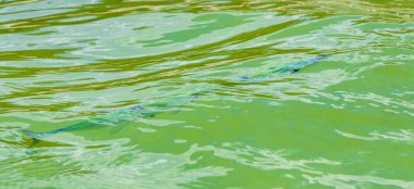 Trompet balığı Karayip Denizi 'nde Playa del Carmen Quintana Roo Meksika' da su yüzeyinde yüzer..